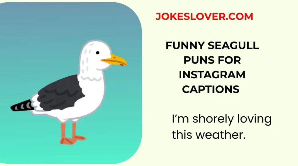 Funny Seagull Puns for Instagram Captions