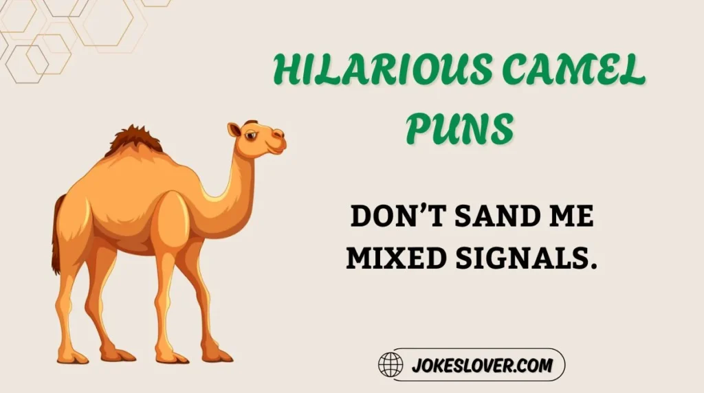 Hilarious Camel Puns