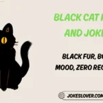 Black Cat Puns and Jokes