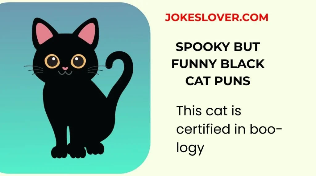 Spooky but Funny Black Cat Puns